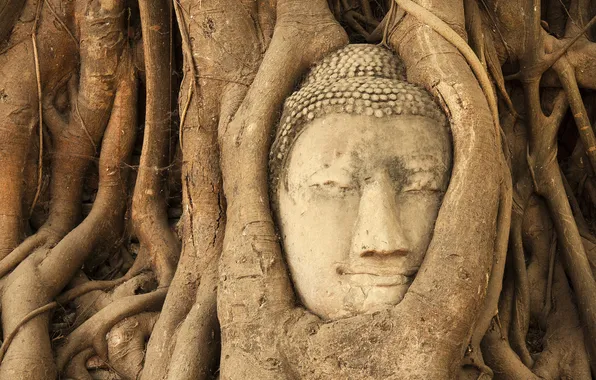 Деревья, голова, джунгли, будда, Ban Wat Tum