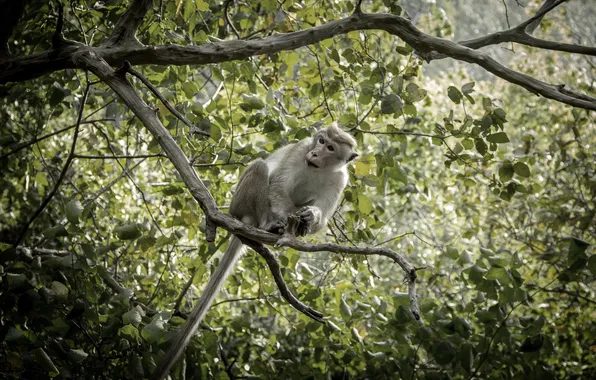 Monkey, nature, background, sri lanka