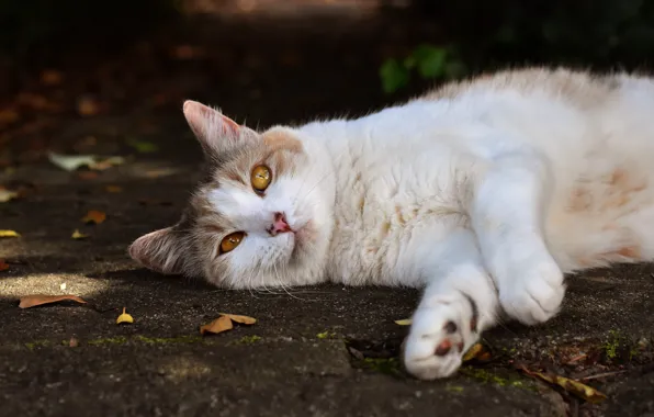 Осень, кошка, кот, взгляд, листья, земля, лежит, желтые глаза