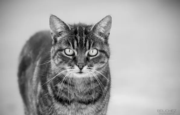 Картинка кошка, кот, усы, мордочка, черно-белое