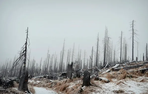 Зима, лес, пейзаж, туман
