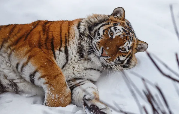 Картинка взгляд, снег, тигр, дикая кошка, Олег Богданов