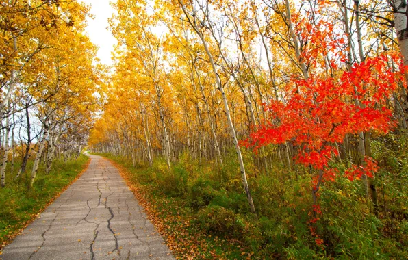Картинка осень, листья, деревья, парк, дорожка, багрянец