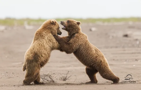 Картинка медведи, Аляска, Alaska, Lake Clark National Park, спарринг