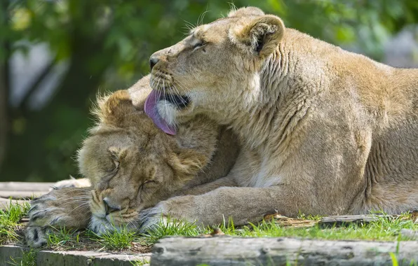Любовь, кошки, пара, львы, львица, ©Tambako The Jaguar