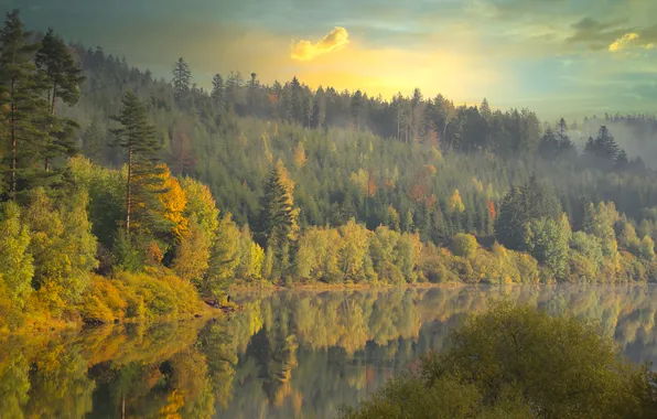 Картинка forest, trees, beautiful, view, lake, day, fall, cloudy