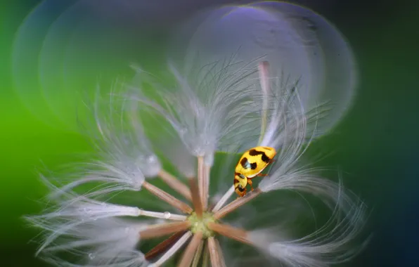 Картинка beetle, insect, ladybird
