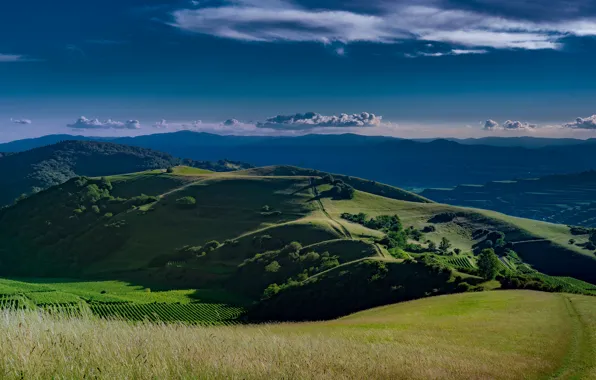 Дорога, зелень, поле, лето, небо, трава, облака, свет
