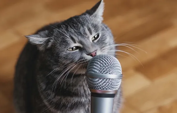 Кошка, кот, усы, взгляд, поза, музыка, серый, паркет