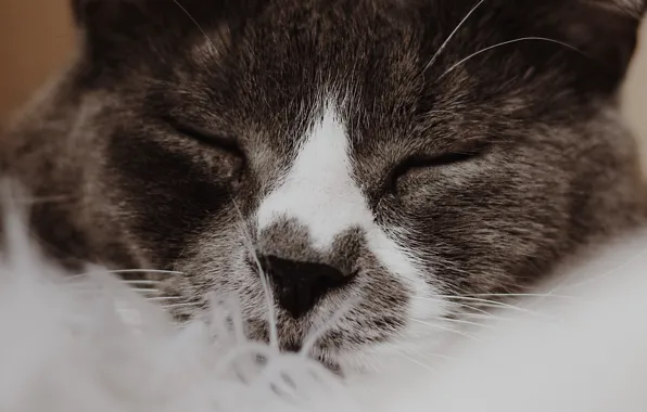 Картинка кошка, кот, морда, крупный план, спит