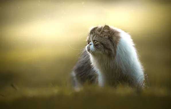 Кошка, лето, трава, кот, взгляд, свет, природа, поляна
