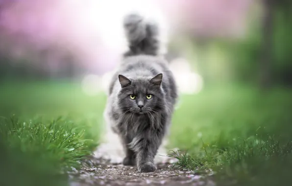 Кошка, трава, кот, взгляд, морда, роса, парк, серый