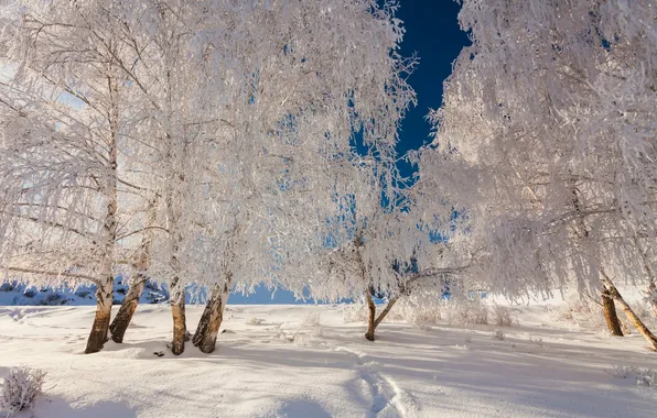 Зима, лес, небо, снег, пейзаж, природа, сугробы, forest