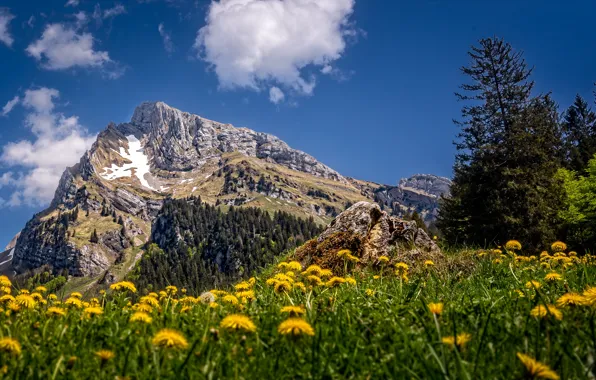 Картинка Швейцария, горы, Altmann, одуванчики, лето, Toggenburg