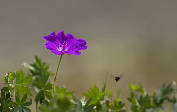 Картинка цветок, фиолетовый, листья, фон, насекомое