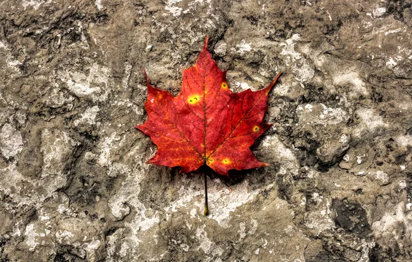 Осень, макро, лист, камень, текстура, оранж