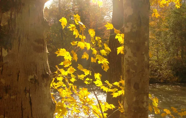 Картинка осень, листья, свет, деревья, природа, река