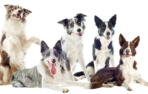 Картинка dogs, collie, pack, border collie