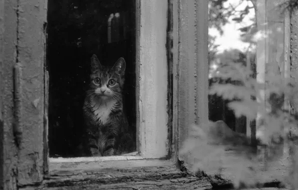 Кошка, дом, окно