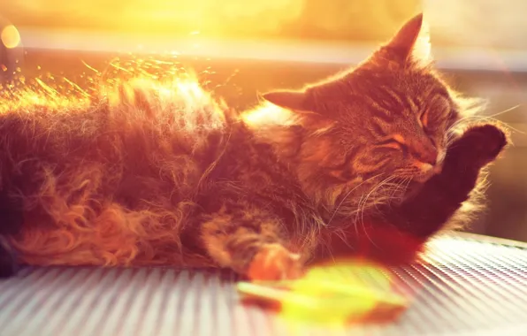 Картинка кошка, кот, морда, солнце, лучи, кошки, фон, widescreen
