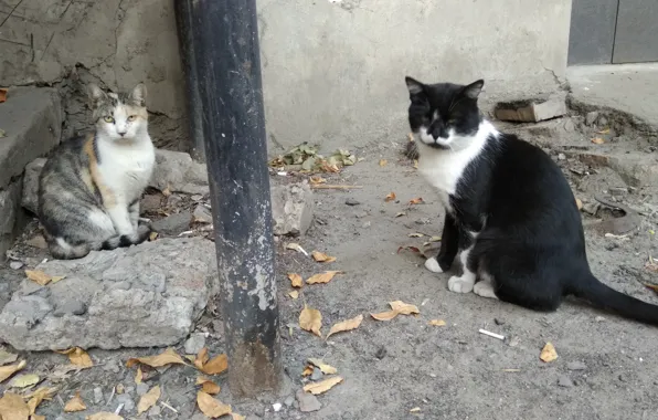 Кошка, кот, улица, коты, сидят, вдвоем