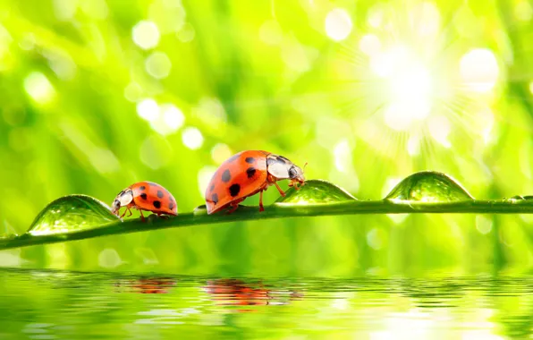 Картинка grass, nature, water, macro, morning, drops, dew, ladybugs