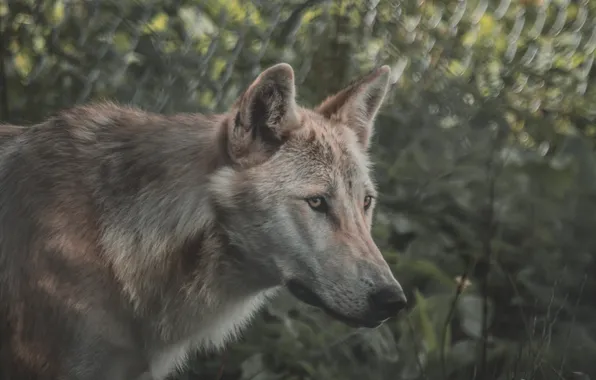 Nature, face, animal, wolf, wildlife, head, fur, mammal