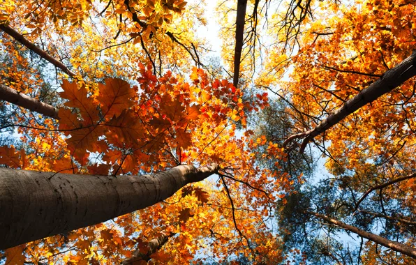 Картинка осень, лес, небо, листья, деревья, пейзаж, природа, forest
