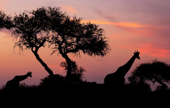 Картинка небо, деревья, закат, ночь, жираф, жирафы, силуэты