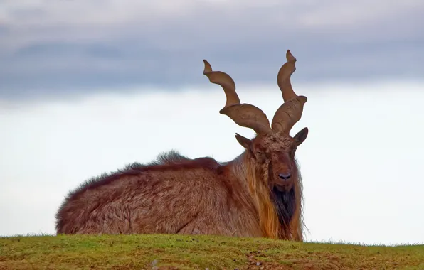 Animals, deer, wildlife, antlers, goats