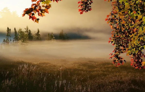 Картинка поле, осень, туман