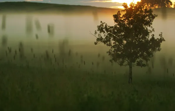Картинка трава, туман, Дерево