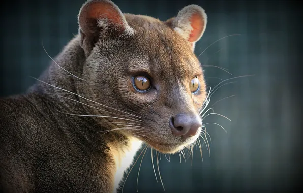 Взгляд, фосса, Fossa