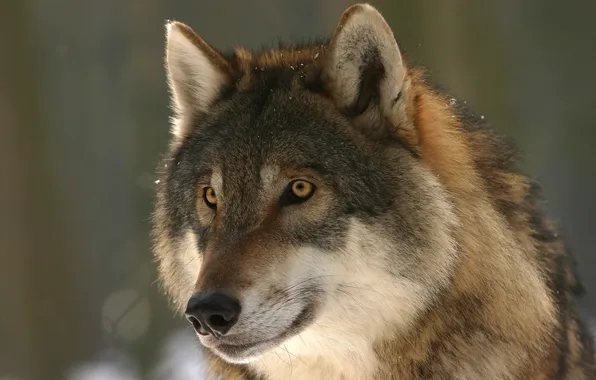 Картинка nature, snow, predator, face, animal, wolf, wildlife, portrait