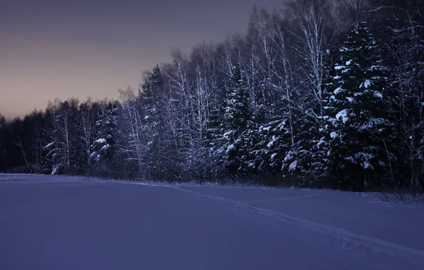 Картинка зима, лес, снег, ночь