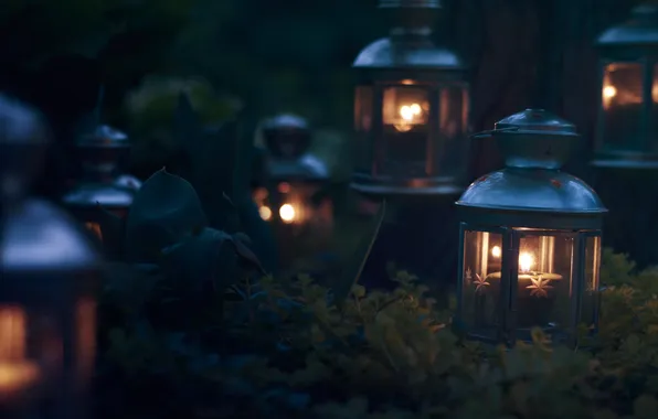 Candles, plants, lamps, darkness, lantern