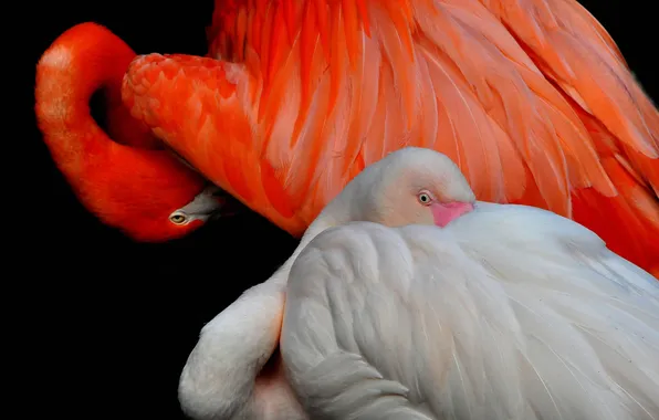 Картинка птица, краски, перья, клюв, фламинго