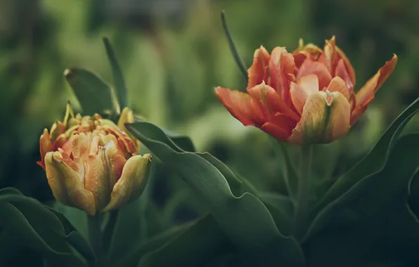 Картинка tulips, petals, disheveled beauties, layered