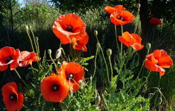 Red, poppy, meadow, blooming
