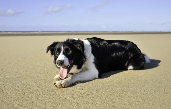 Картинка море, пляж, лето, собака