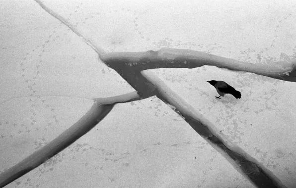 Crow, winter, ice floes