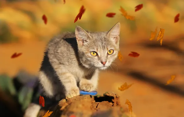 Картинка кошка, взгляд, листья, фон