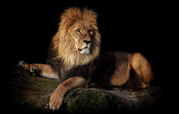 Лев, царь, зверь