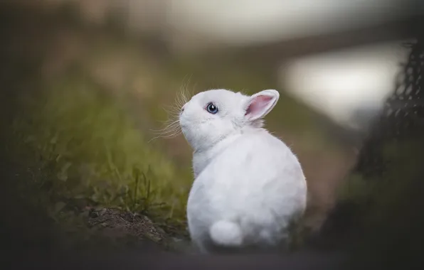 Картинка малыш, боке, крольчонок, белый кролик, Людмила Богуш
