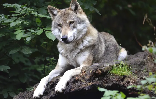 Картинка nature, predator, animal, wolf, wildlife, portrait, portrait., Canis lupus. face