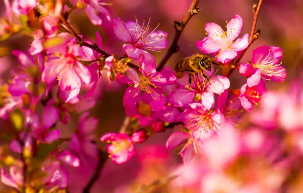 Макро, цветы, пчела, весна, сад, насекомое