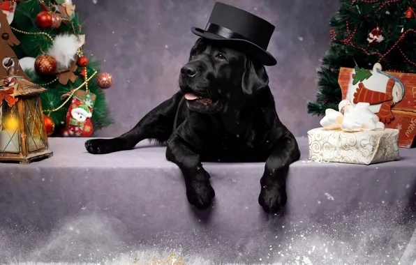 Картинка подарок, чёрный, собака, фонарь, Новый год, ёлки, цилиндр, Лабрадор-ретривер