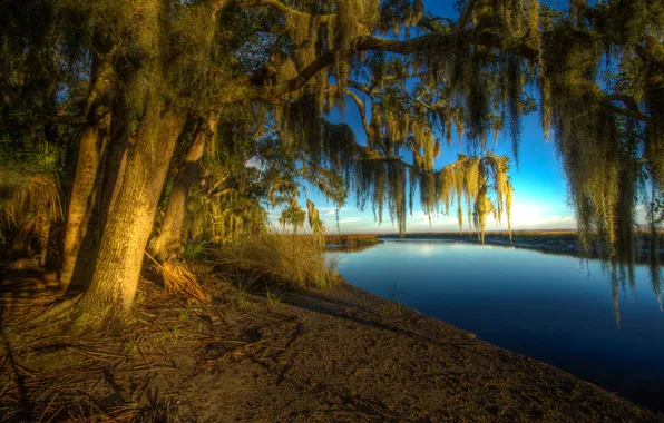 Картинка солнце, деревья, ветки, река, берег, США, Georgia, Bryan