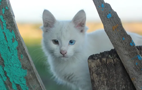 Картинка гетерохромия, разный цвет глаз, белые кошки