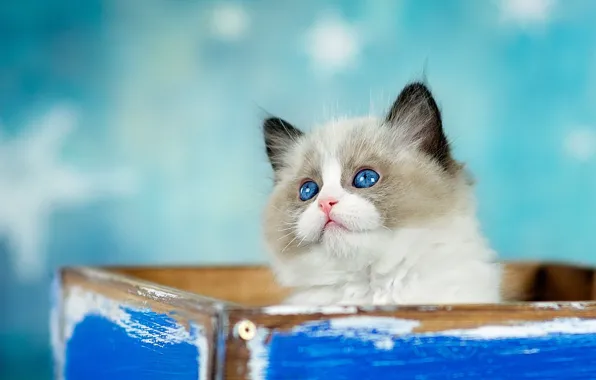 Кошка, взгляд, котенок, фон, коробка, голубой, пушистый, ящик